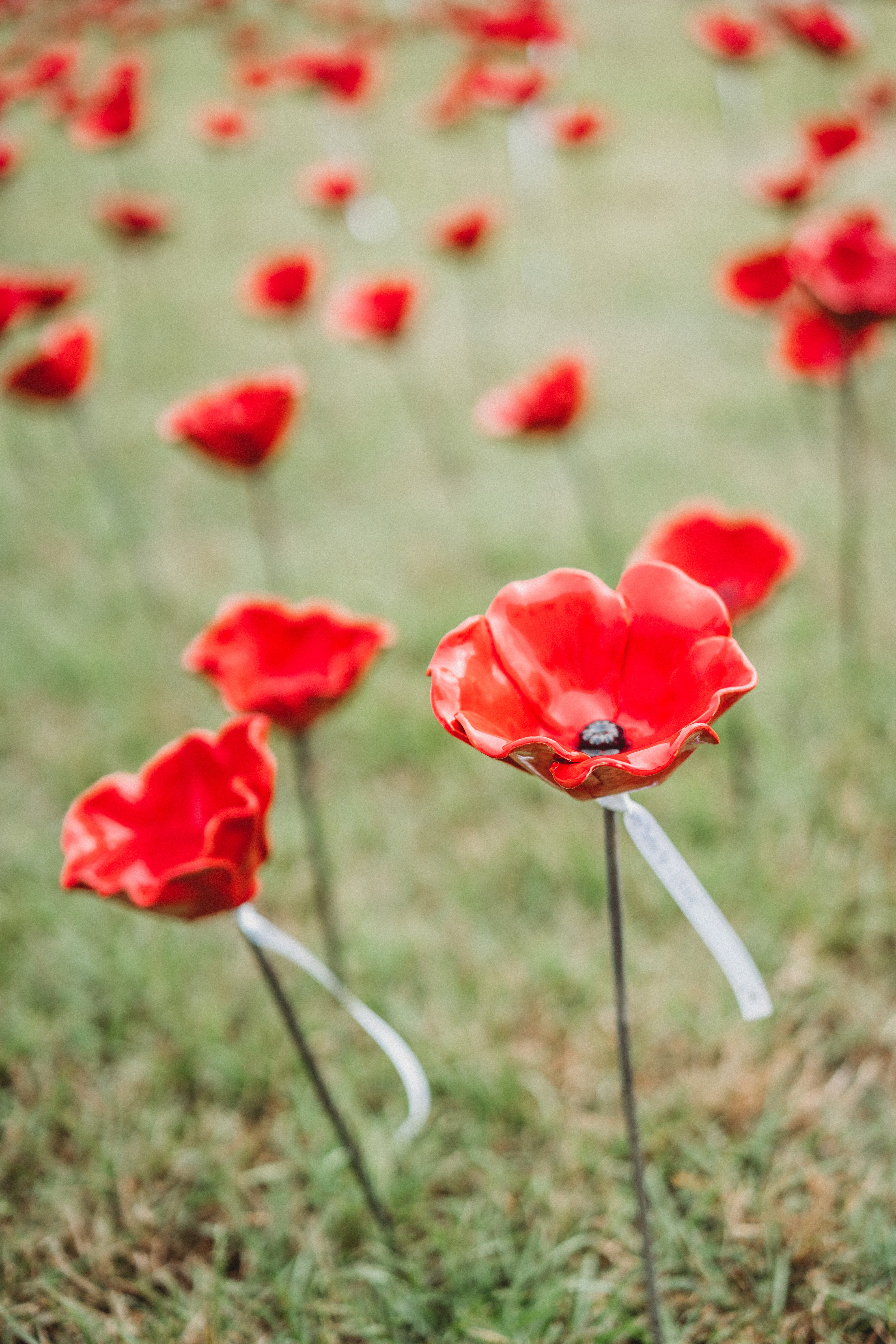 Single Poppy + Dedication 2026 | AlabamaPoppyProject.com